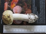 Amanita pantherinoides image