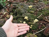 Lichenomphalia umbellifera image