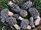 Morchella prava image