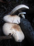 Agaricus hondensis image
