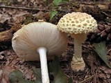 Amanita amerimuscaria image