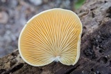 Crepidotus crocophyllus image