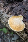 Crepidotus crocophyllus image