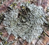 Hyperphyscia syncolla image