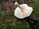 Pluteus petasatus image