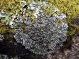 Phaeophyscia hispidula image