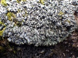 Phaeophyscia hispidula image