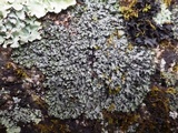 Phaeophyscia hispidula image