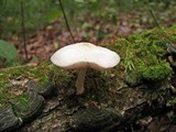 Pluteus petasatus image