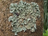 Parmotrema reticulatum image