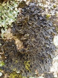 Leptogium cyanescens image