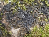 Leptogium cyanescens image