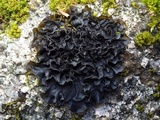 Leptogium hibernicum image