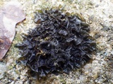 Leptogium hibernicum image