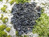 Leptogium hibernicum image