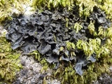 Leptogium hibernicum image