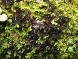 Leptogium lichenoides image