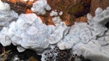 Ceratiomyxa fruticulosa var. fruticulosa image