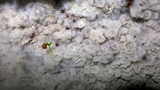 Ceratiomyxa fruticulosa var. fruticulosa image