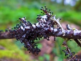 Ceratiomyxa fruticulosa var. fruticulosa image