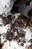 Ceratiomyxa fruticulosa var. fruticulosa image