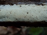 Skeletocutis nivea image
