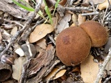 Lycoperdon radicatum image