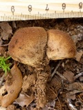 Lycoperdon radicatum image