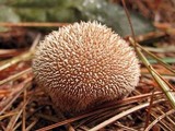 Lycoperdon echinatum image