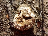 Calvatia cyathiformis image