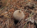 Lycoperdon echinatum image