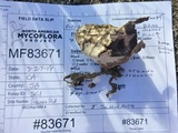 Calvatia cyathiformis image
