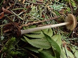 Entoloma hirtipes image