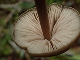 Entoloma hirtipes image