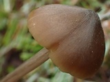 Entoloma hirtipes image