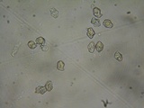 Entoloma hirtipes image