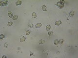 Entoloma hirtipes image