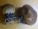 Lycoperdon molle image