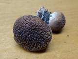 Lycoperdon molle image
