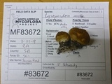 Lycoperdon molle image