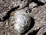 Reticularia lycoperdon image