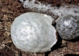 Reticularia lycoperdon image