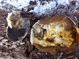 Reticularia lycoperdon image