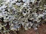 Physciella chloantha image