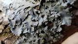 Physciella chloantha image