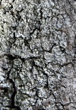 Phaeophyscia orbicularis image