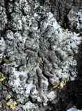 Phaeophyscia orbicularis image