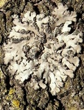 Phaeophyscia orbicularis image