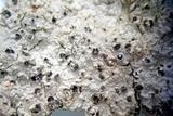Trapelia coarctata image