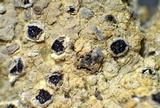 Trapelia coarctata image